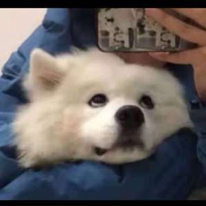 女性统治，黄片
